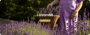 Lavanda