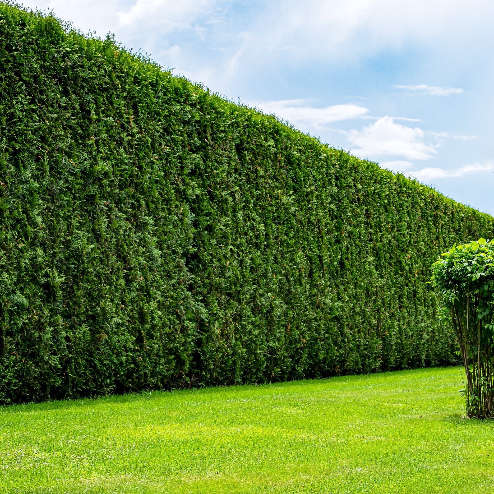 Cum se întreține corect Tuia Brabant