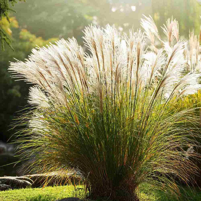 Unde pot cumpăra răsaduri de plante ornamentale și gard viu online în România? Ghid complet pentru grădinari și proprietari de curți