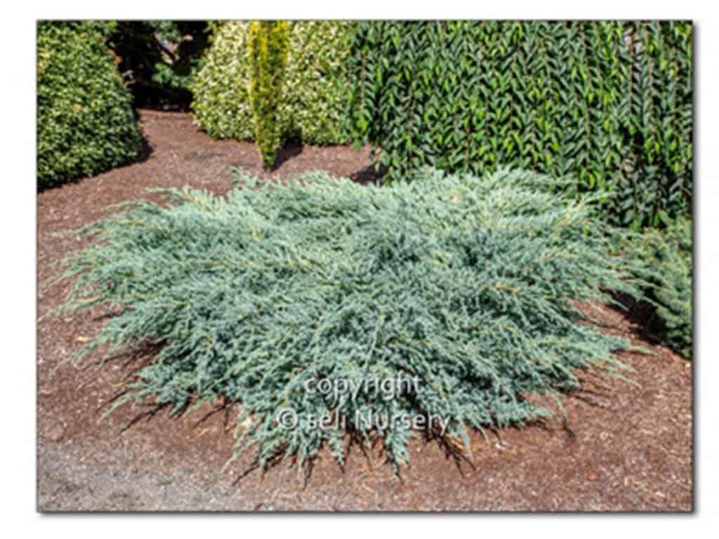 Ienupăr Blue Carpet – eleganță și rezistență în grădinile moderne