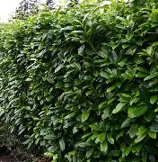 De ce se usucă laurul englezesc (Prunus laurocerasus): cauze reale, greșeli frecvente și soluții corecte pentru plante rezistente. Studiu riguros