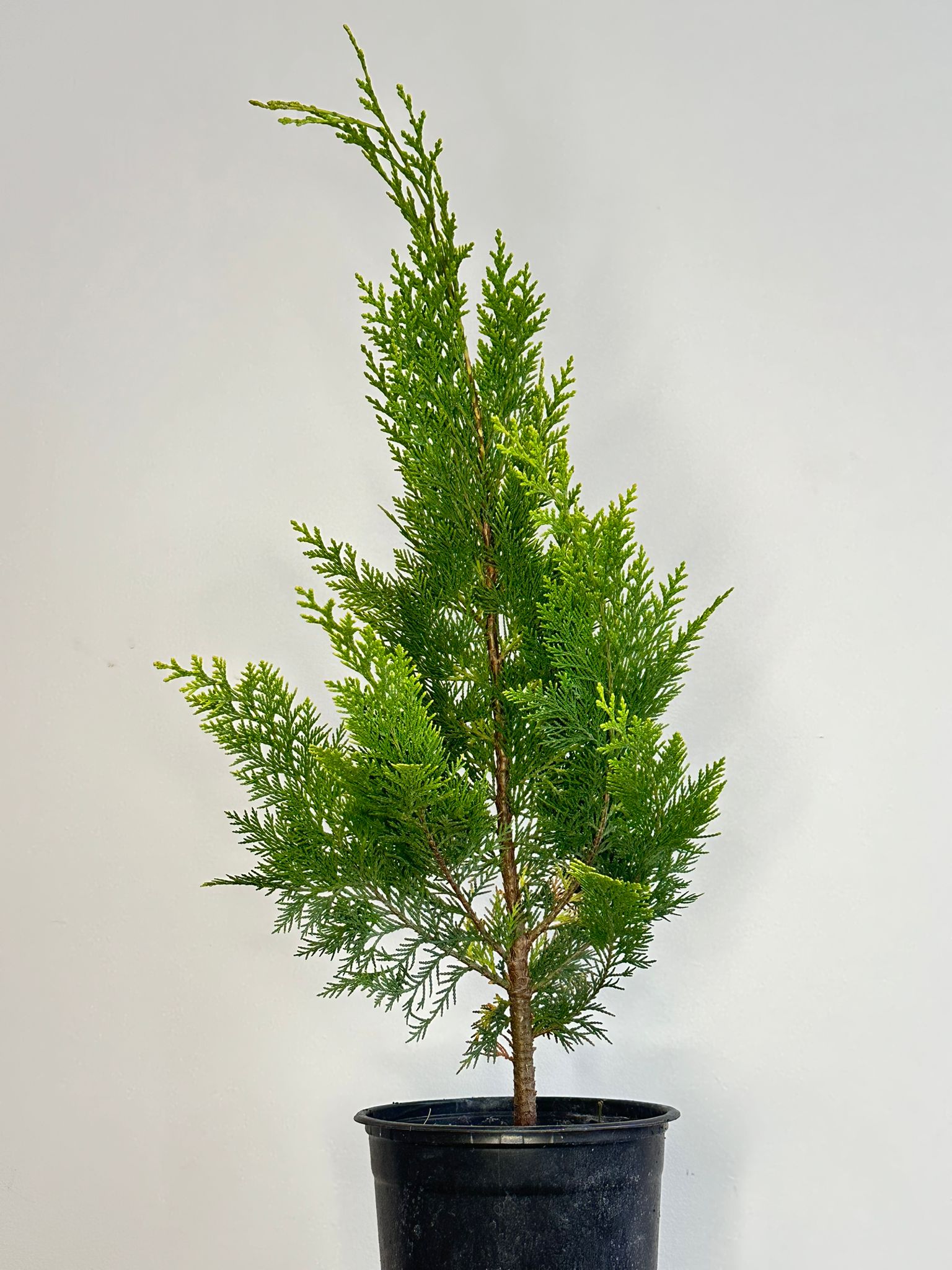 LEYLANDII GOLD RIDER - Gard viu rapid cu frunziș auriu și dens