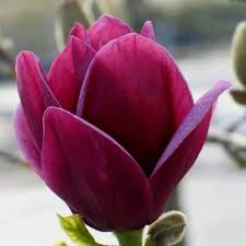 Magnolie: Ghid Complet de Plantare, Îngrijire și Cumpărare în România. Soiuri Recomandate 2026