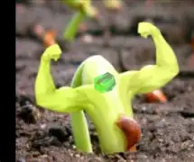 Plante rezistente care fac diferența: povestea plantelor perene, tămăduitoare și ieftine care construiesc grădini durabile