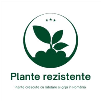 Când să plantezi în grădină: Ghid complet plantare plante ornamentale tot anul în România