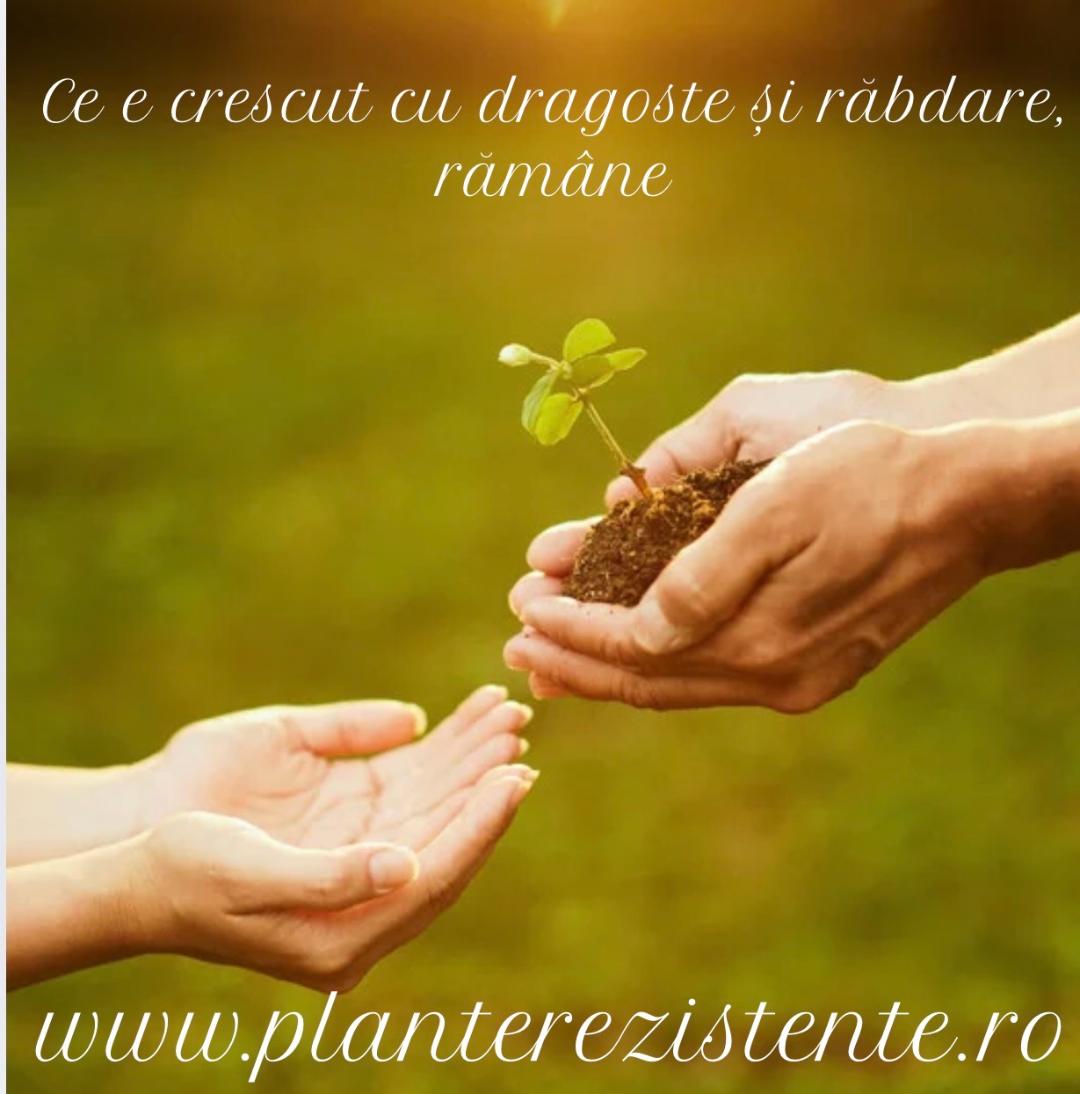 Unde pot cumpăra plante ornamentale și arbuști ornamentali de calitate online? Ghid complet + recomandare de pepinieră