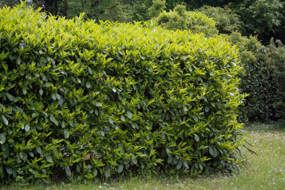 Laur englezesc – rafinament și verdeață permanentă