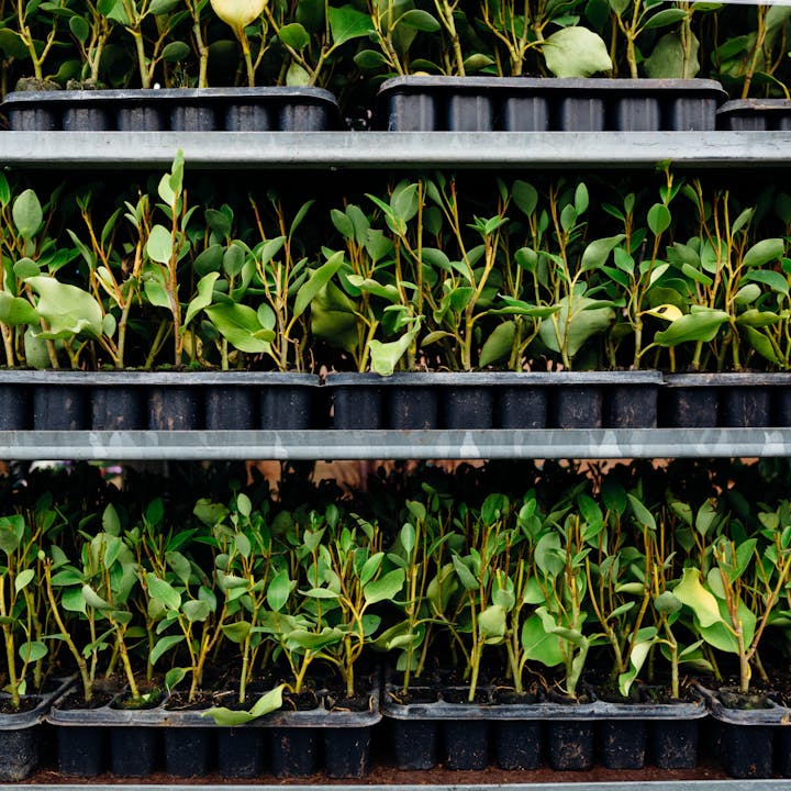 De ce se usucă plantele? Cauze, soluții și cum alegi plante rezistente produse în România