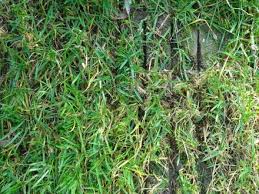 Scarificare gazon și îngrijire grădină: de ce gazonul tău nu mai arată bine și ce soluții există