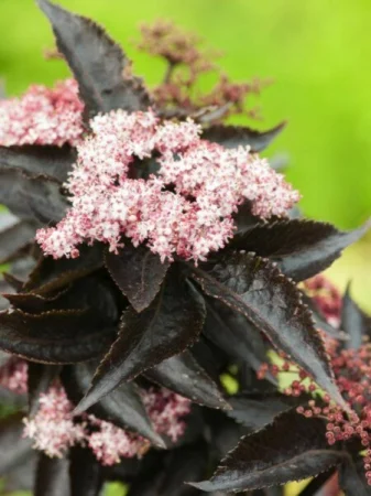 Soc Negru Columnar, Sambucus nigra. Beneficii, Îngrijire și Avantaje