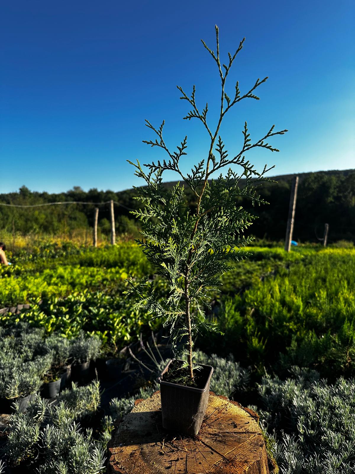 Thuja Brabant, Gard viu rapid, dens și versatil pentru grădini private