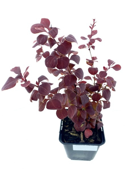 Berberis thunb. 'Ruby Star' [2]