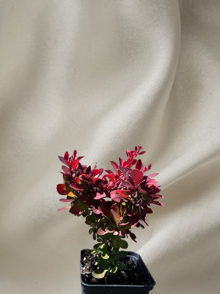 Berberis thunb. 'Ruby Star' [2]