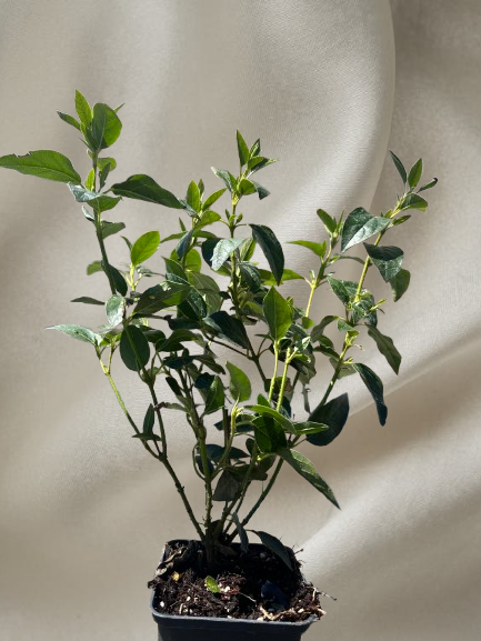 Calin Viburnum tinus 'Eve Price' [2]