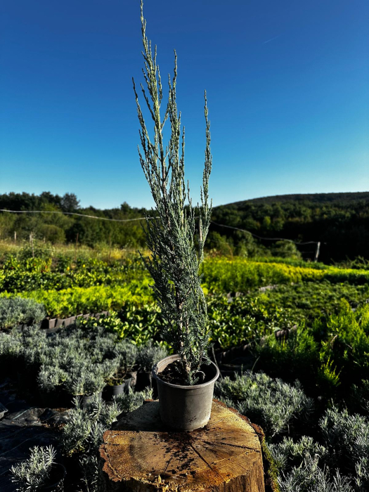 Chiparos Blue Arrow [2]