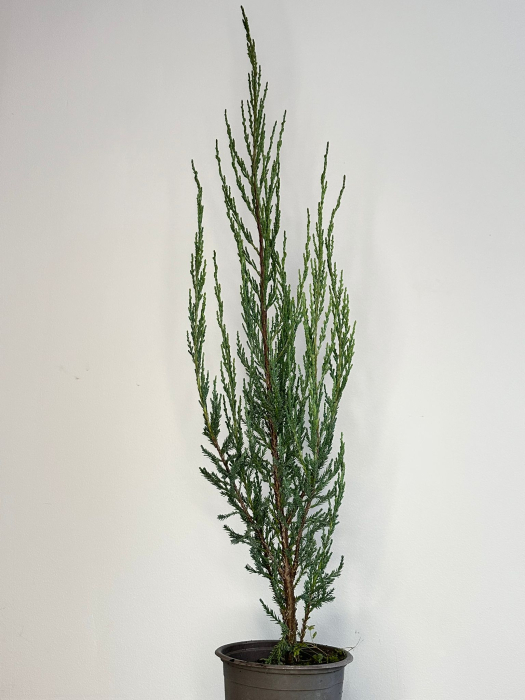 Chiparos Blue Arrow [1]