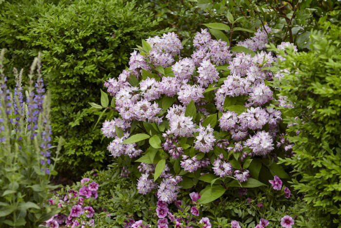 Deutzia ‘Raspberry Sundae’ PBR [2]
