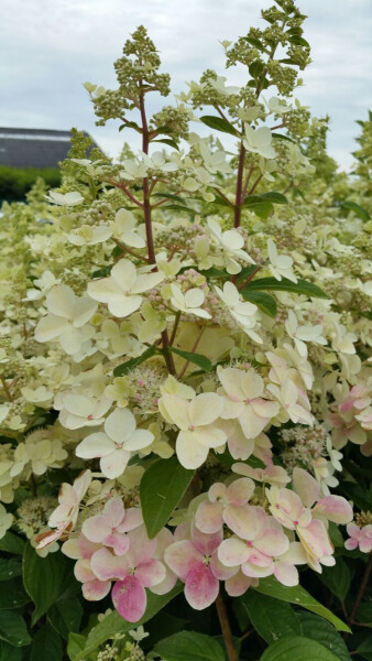 Hortensia Hydrangea pan. 'Confetti' PBR [1]