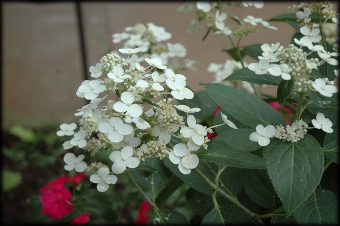 Hortensia Dharma [1]