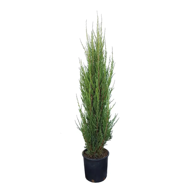 Ienupar Blue Arrow +80cm [2]