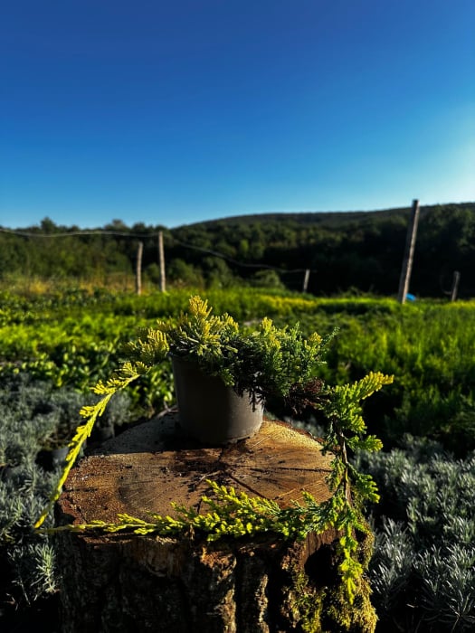 Ienupăr târâtor GOLD Carpet [2]