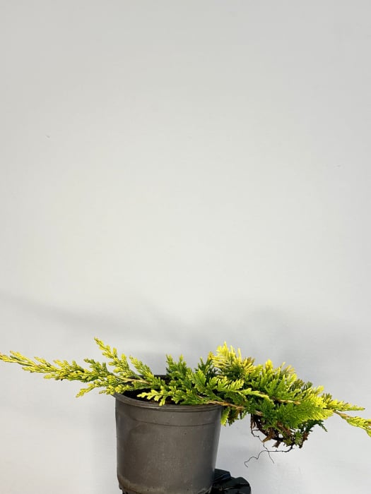 Ienupăr târâtor GOLD Carpet [1]