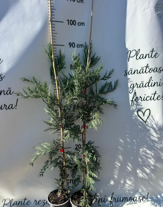 Leylandii 60-80cm GRATIS tutore bambus [2]