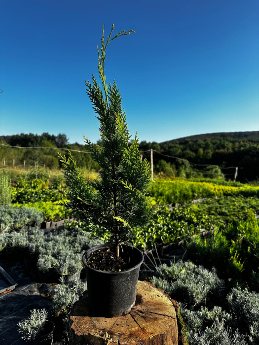 LEYLANDII GOLD RIDER [2]