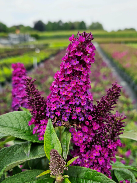 Liliac de vara pitic [1]