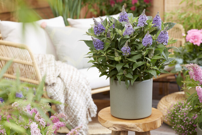 Liliac de vara pitic, Buddleja dav. 'Butterfly Candy [2]