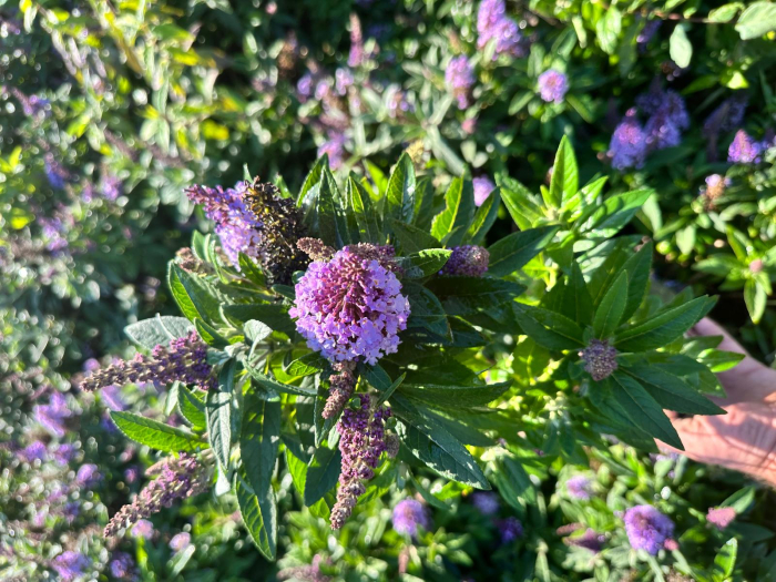 Liliac de vara pitic, potrivit pentru ghiveci [2]
