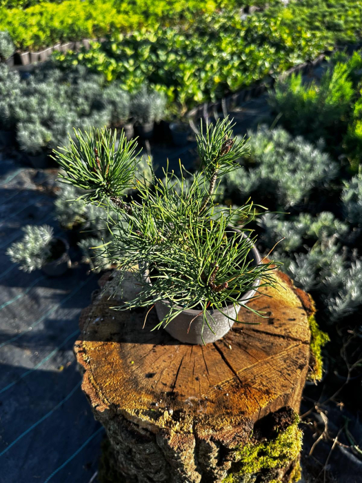 Pin pitic Siberian [2]