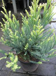 sequoia sempervirens adpressa [1]