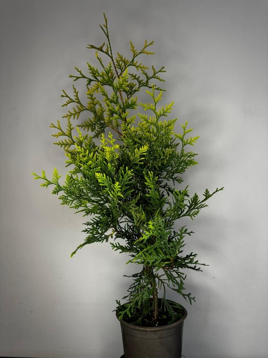 Thuja Brabant Gold [1]