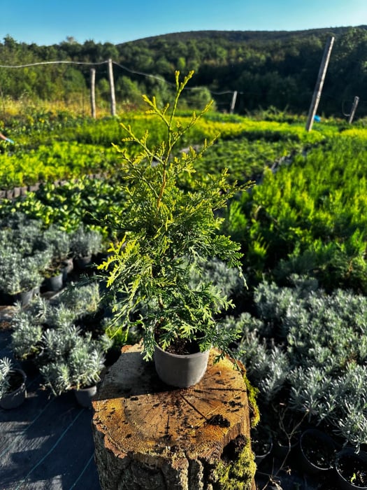 Thuja Brabant Gold [2]