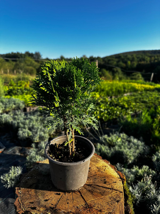 Thuja Danica [1]