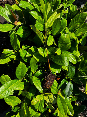 Colecția de plante tinere - Laur Englezesc