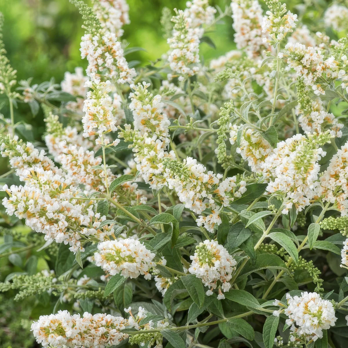 Plante deosebite - Liliac de vara alb