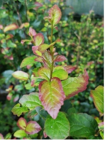 Plante deosebite - Arbore de fier Persan