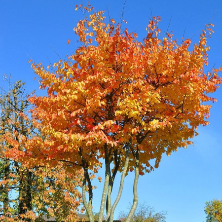 Plante decorative deosebite - Arbore de fier Persan