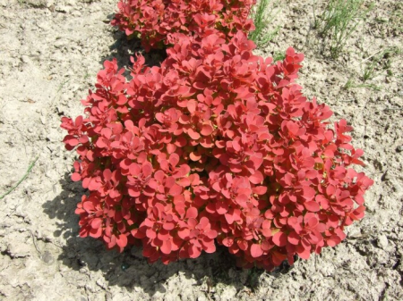 Plante deosebite - Berberis thunb. 'Ruby Star'
