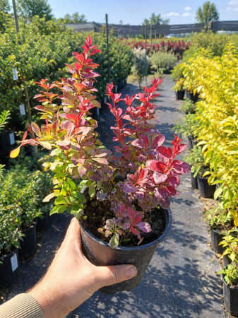 Plante deosebite - Berberis thunb. 'Ruby Star'