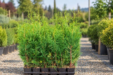 Plante veșnic verzi - Thuja Brabant +60 cm