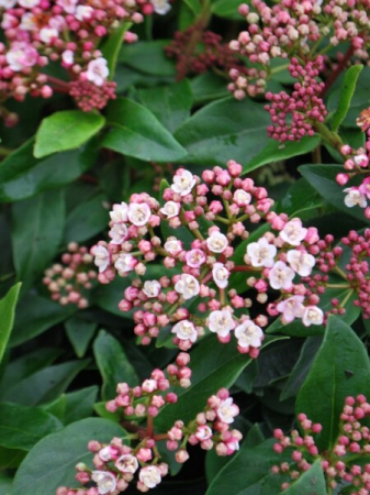 Plante decorative deosebite - Calin Viburnum tinus 'Eve Price'