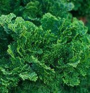 Plante veșnic verzi - Chamaecyparis o. 'Nana Gracilis'