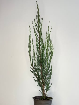 Plante veșnic verzi - Chiparos Blue Arrow