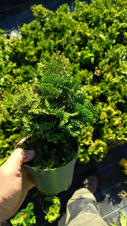 Chiparos Japonez - Chamaecyparis o. 'Nana Gracilis' [1]