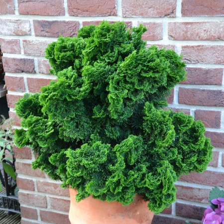 Plante veșnic verzi - Chiparos Japonez - Chamaecyparis o. 'Nana Gracilis'