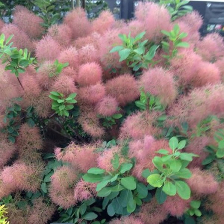 Plante decorative deosebite - Cotinus cog. 'Candy Floss'