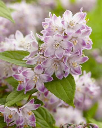 Plante decorative deosebite - Deutzia ‘Raspberry Sundae’ PBR